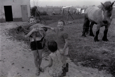 Kinderen op boerderij van M. Geldof, Staden juli 1972