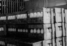 Opslagplaats consumptiemelk zuivelbedrijf De Toekomst, Moorslede, 1948-1966