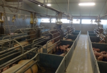 De varkenshouderij, Klein Gistelgoed, Emelgem De varkenshouderij, Klein Gistelgoed, Emelgem
