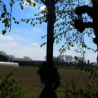 Kruis tussen bomen, Gits
