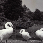 Kasteel en park Sterrebos, Rumbeke 1970