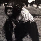 Frans Vanoothegem en aap in Aviflora, 1980, Ingelmunster