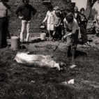 Kinderboerderij, Westrozebeke mei 1977