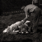 Kinderboerderij, Westrozebeke mei 1977