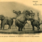 Postkaart met olifanten van het Barnum circus