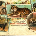 Officiële postkaart van het Barnum en Bailey circus met allerlei dieren